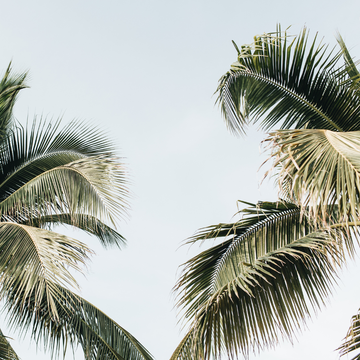 Palmen Hintergrund mit Wellness Atmosphäre für natürliche Hautpflege und Beauty Produkte